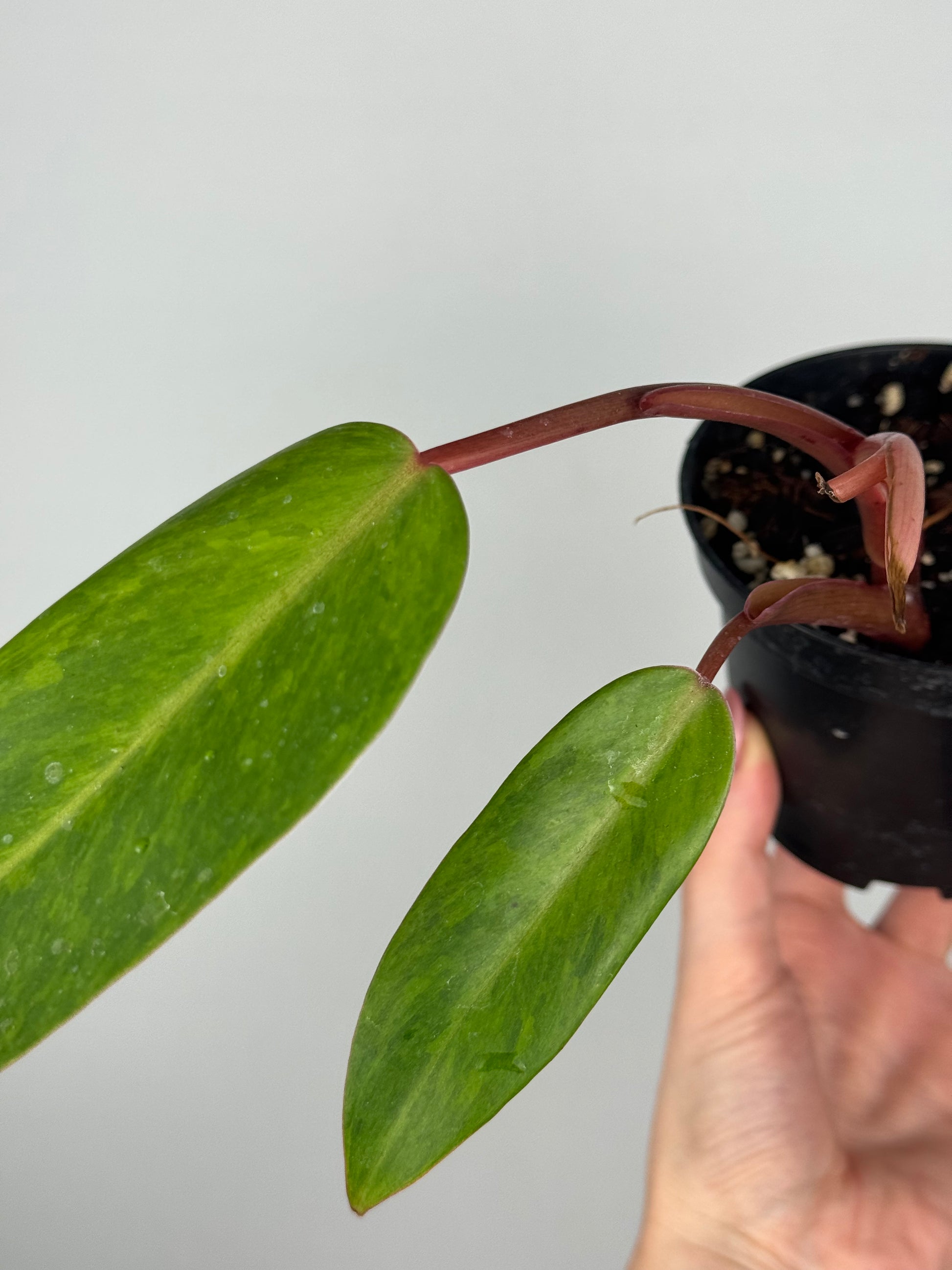 Philodendron Painted Lady | Toto