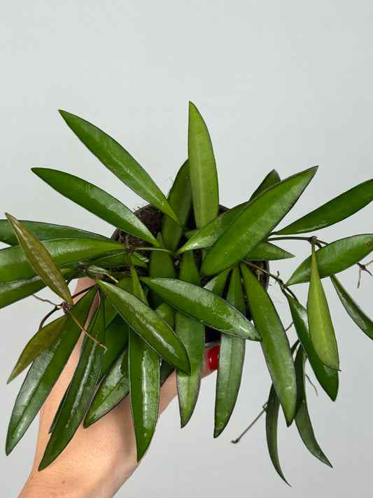 Hoya Wayetii