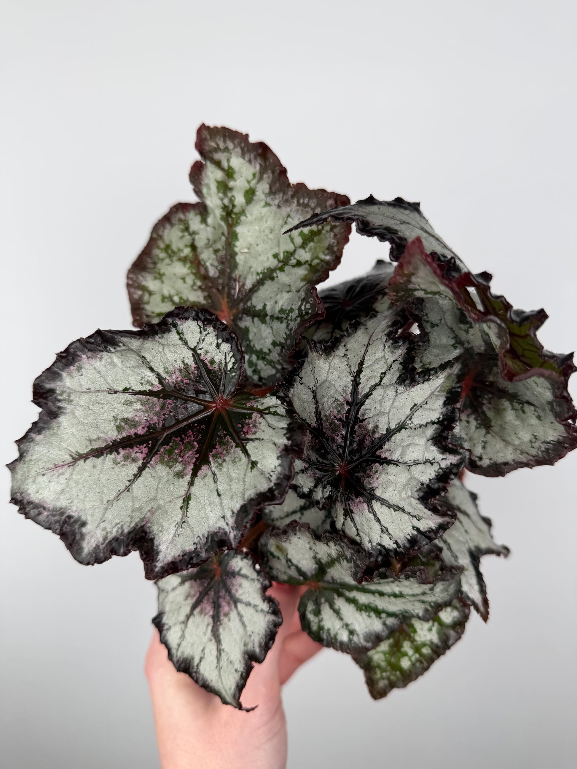 Begonia 'Bewitched Night Owl'