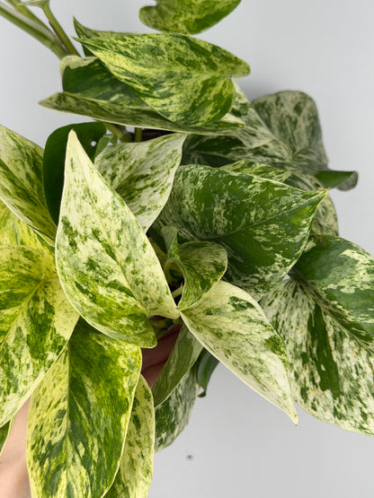 Epipremnum pinnatum Marble Queen Pothos Tropical Corner