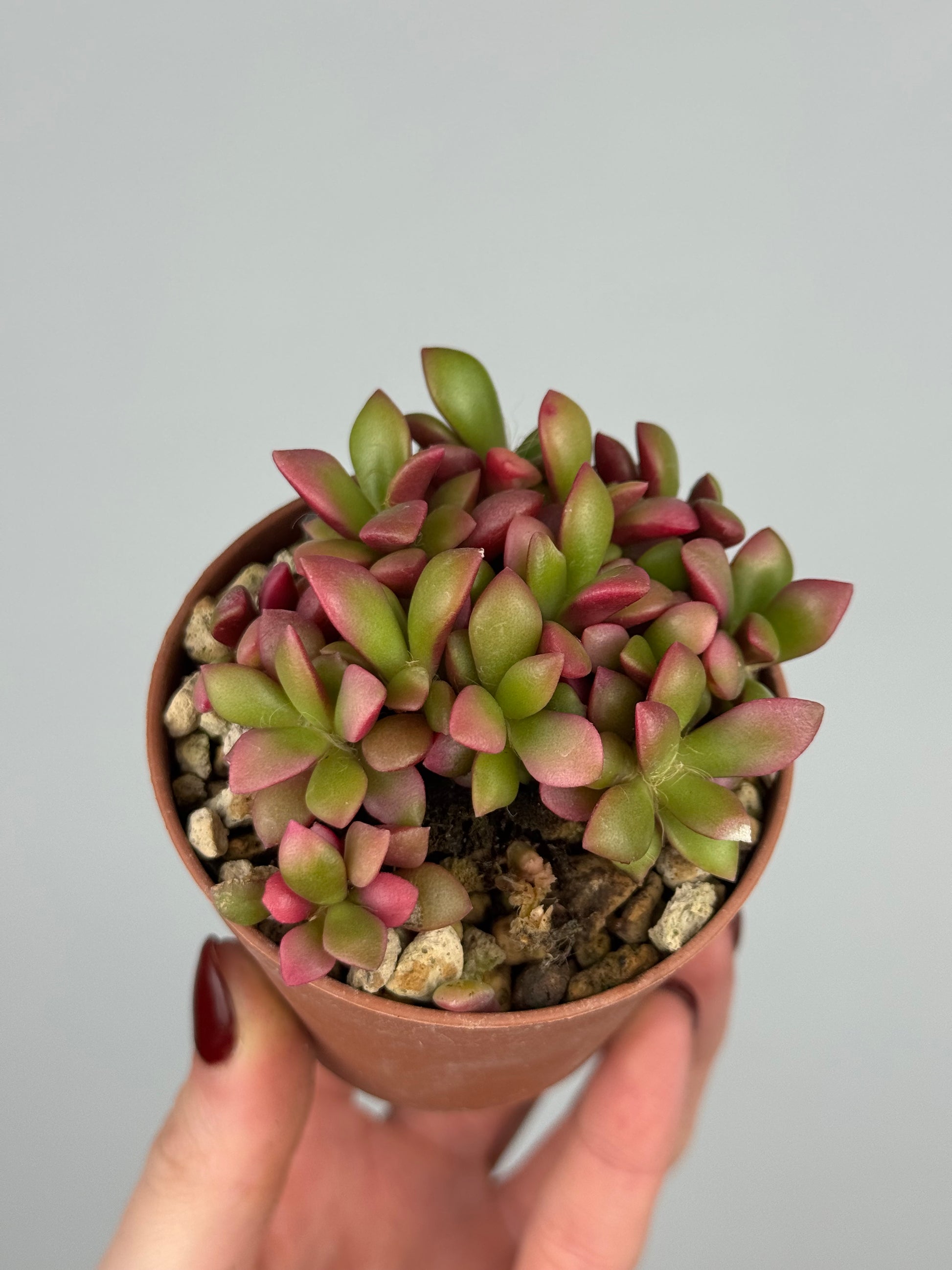 Anacampseros Rufescens variegato