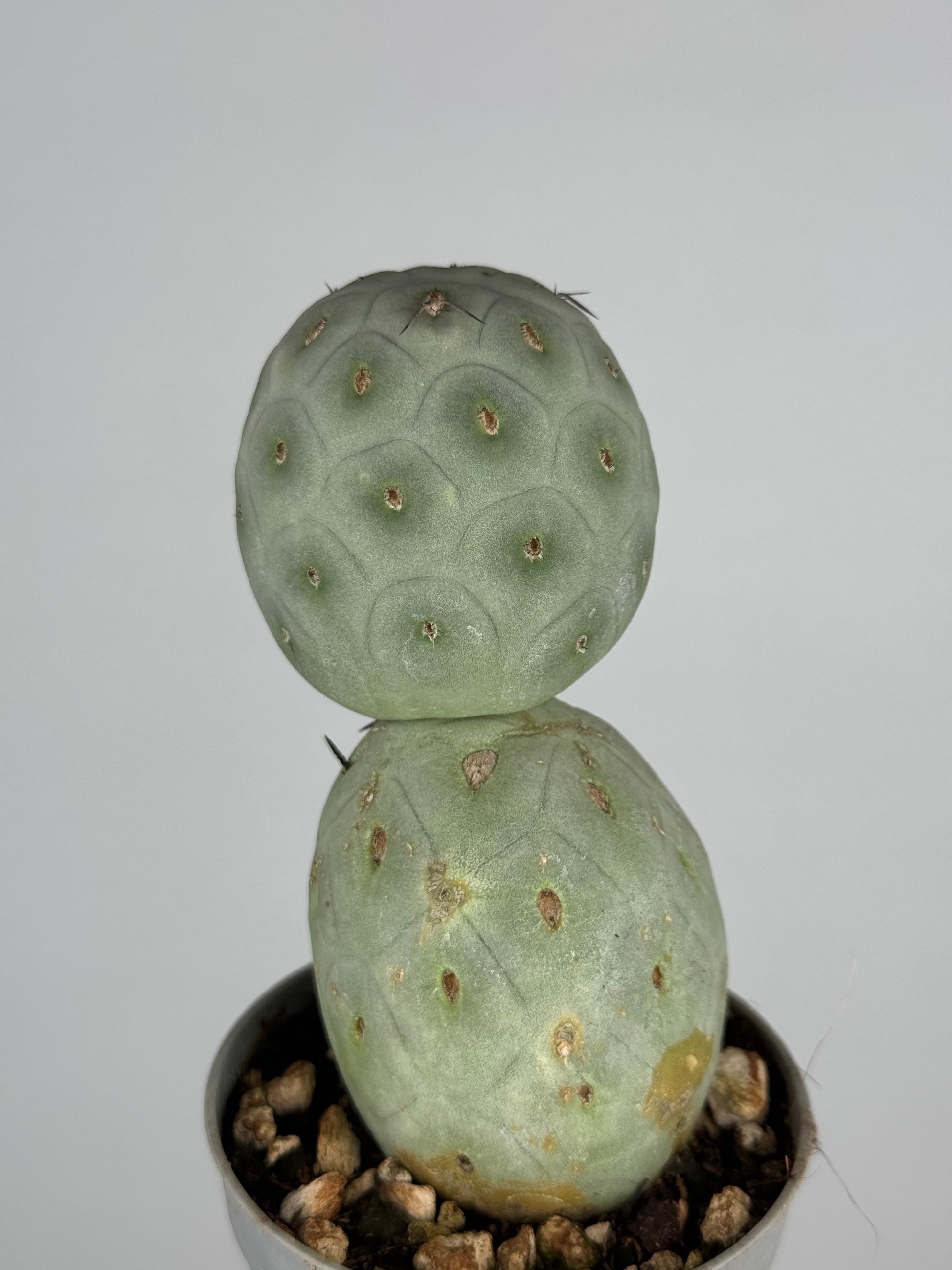 Tephrocactus geometricus