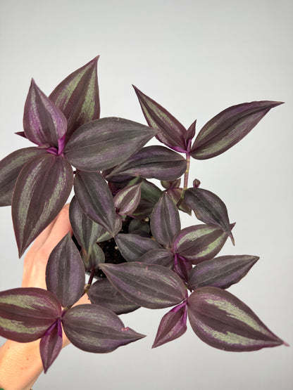 Tradescantia Burgundy