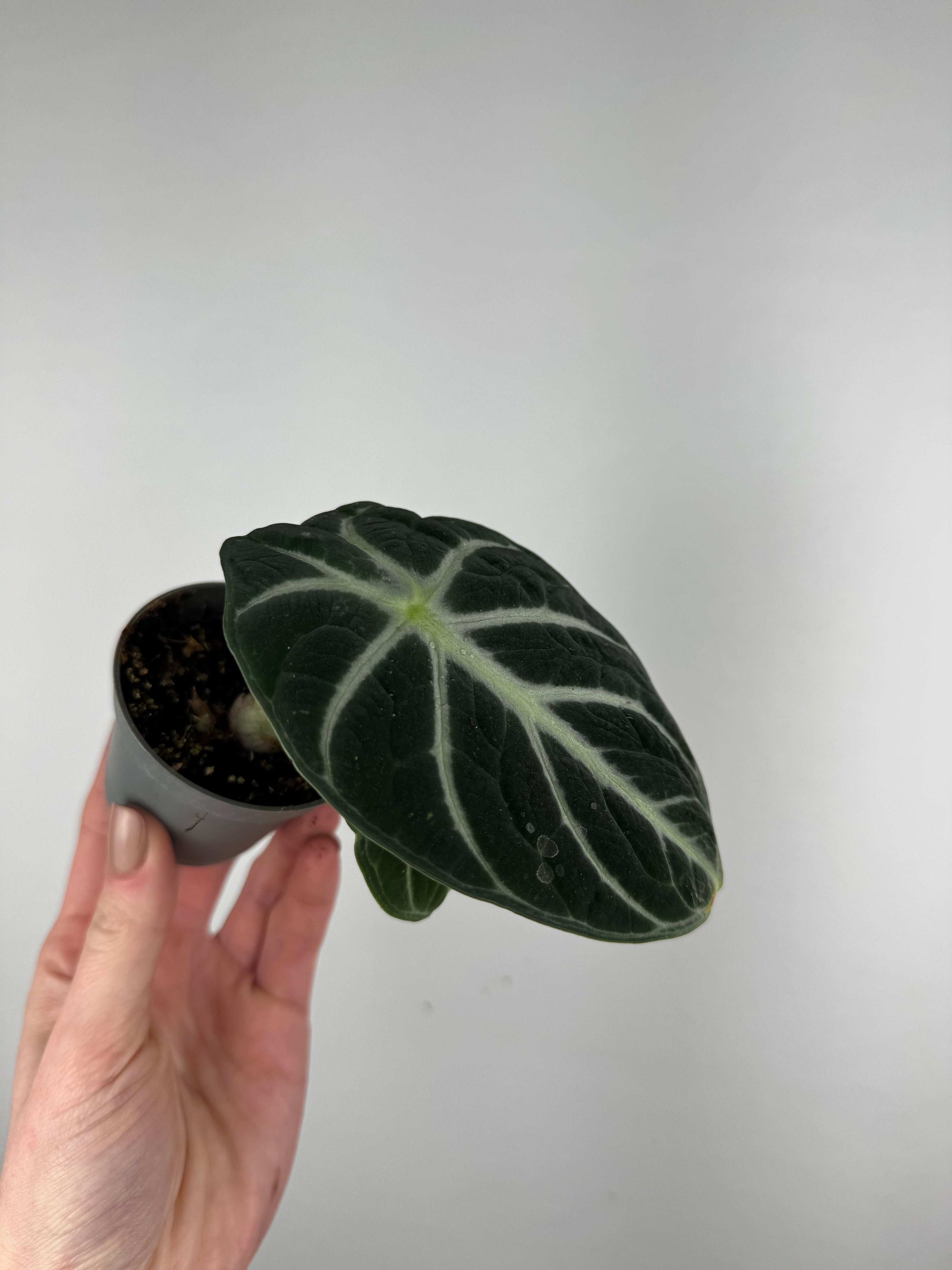 Alocasia Reginula “Ninja”