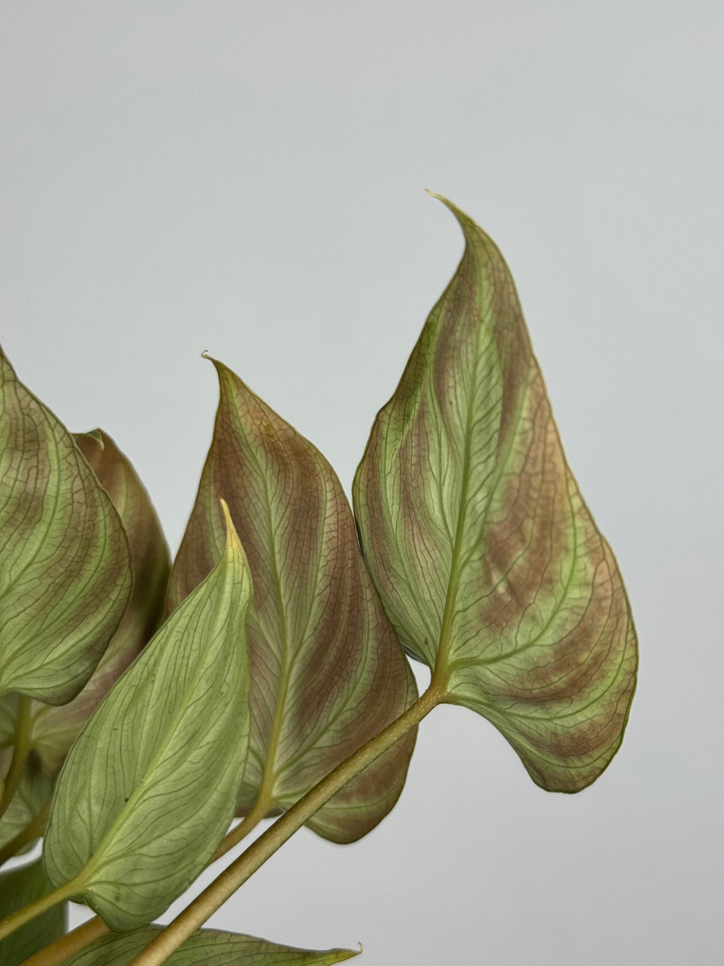 Philodendron El Choco Red
