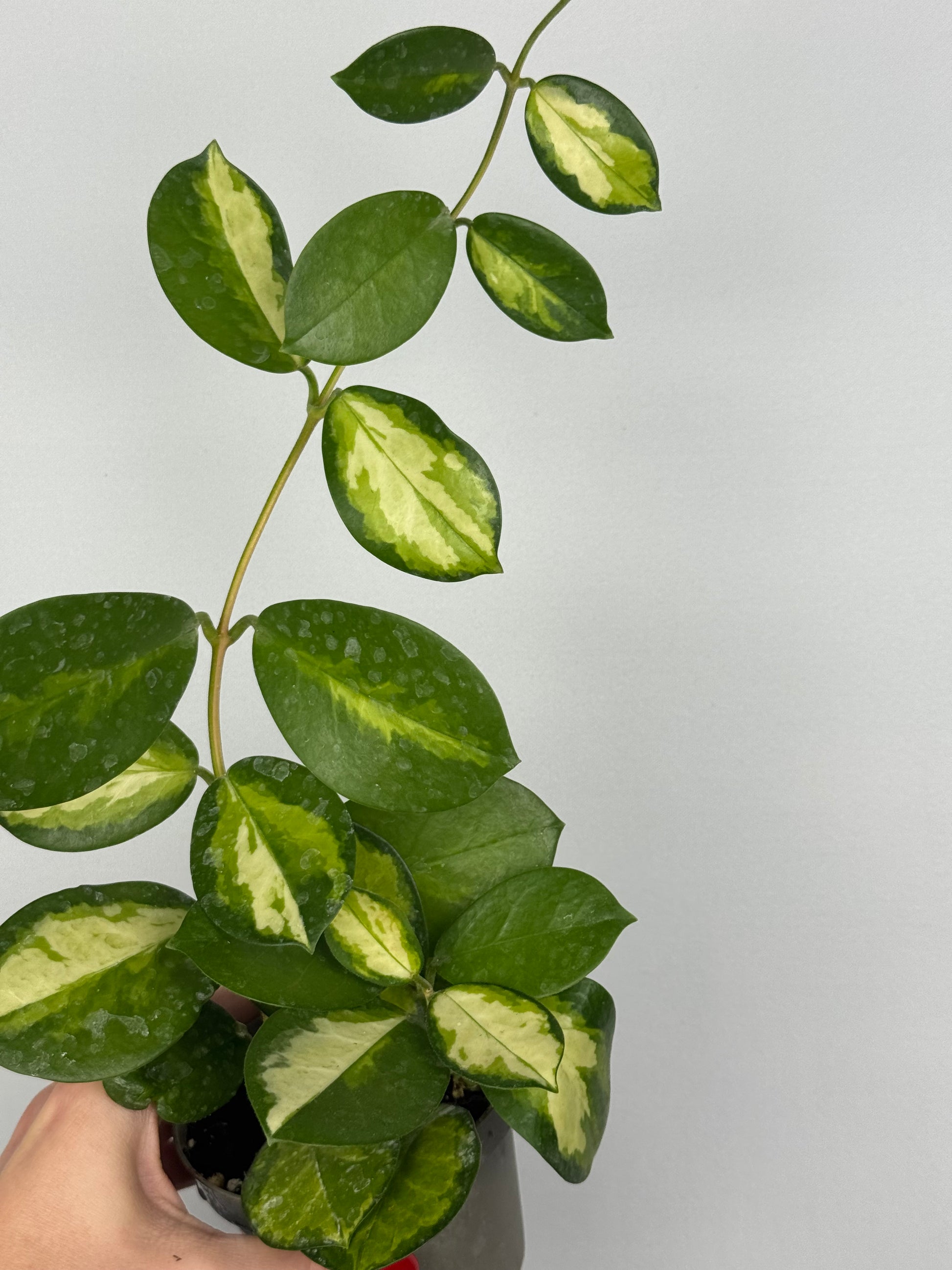 Hoya Australis 'Lisa'