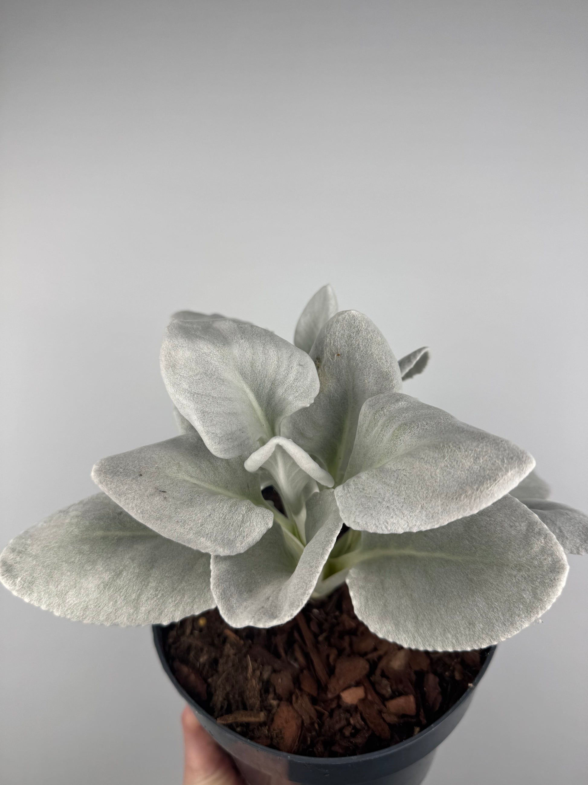Senecio Candicans “Angel Wings”