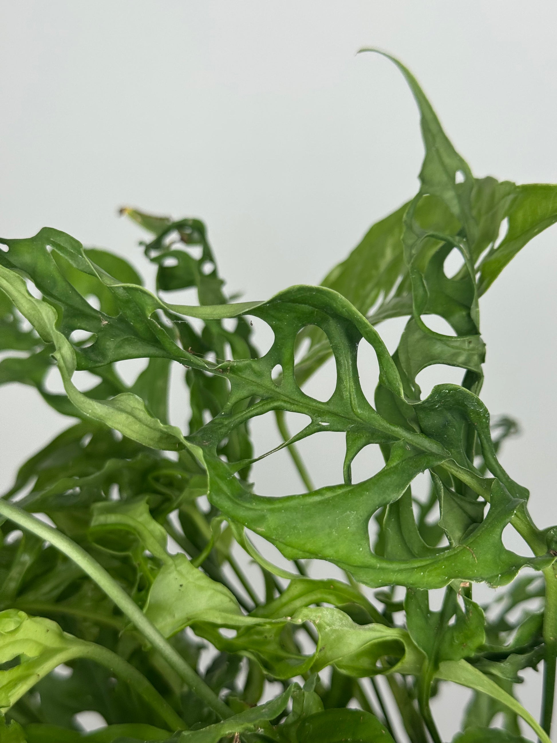 Monstera Obliqua "Perù"