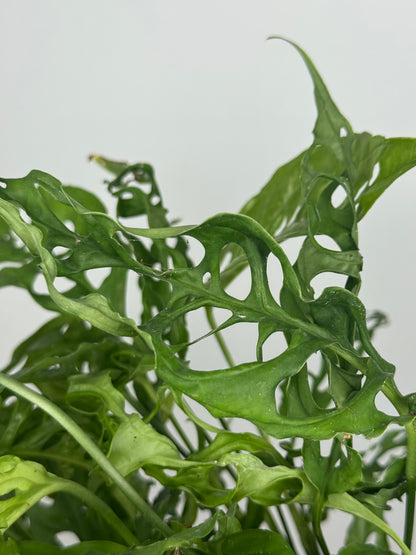 Monstera Obliqua "Perù"