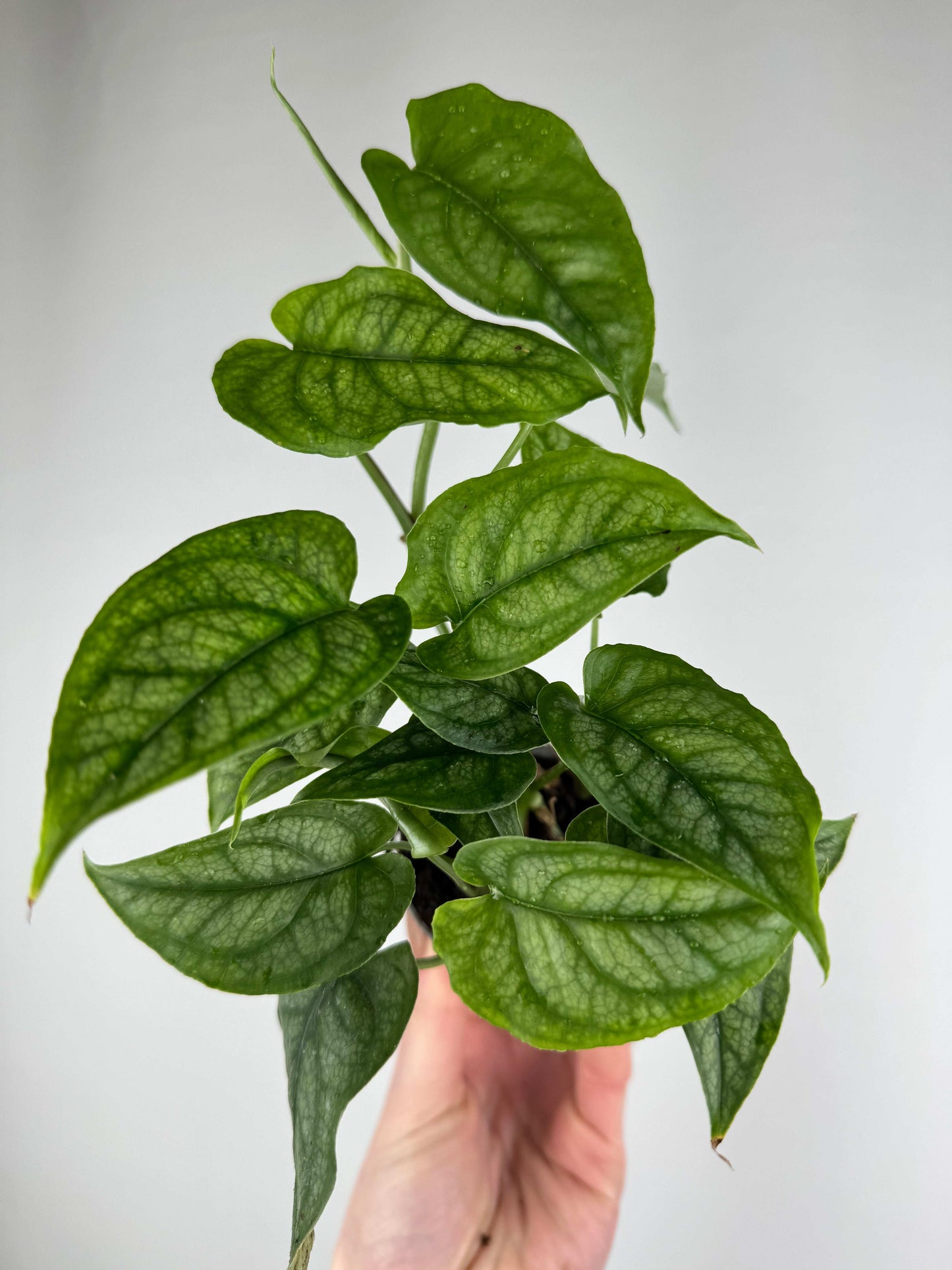 Monstera Siltepecana