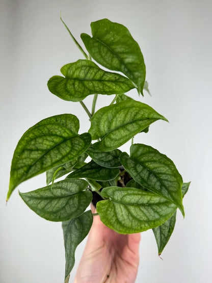Monstera Siltepecana