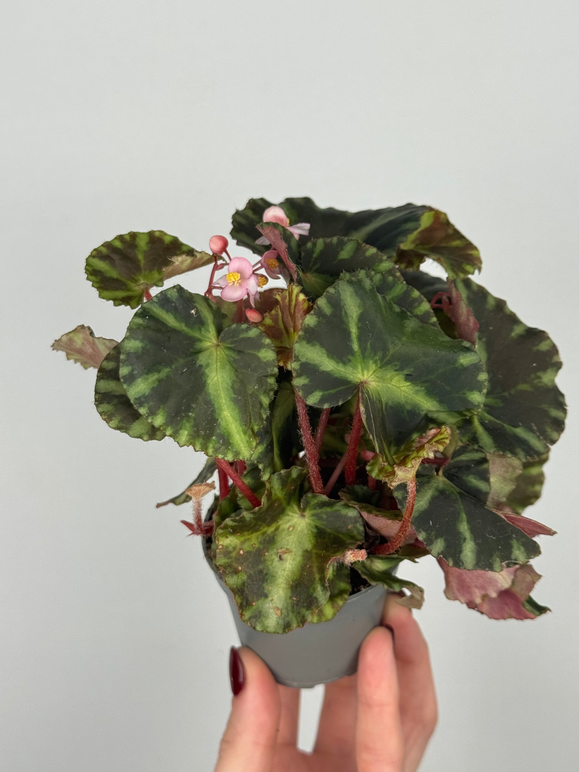 Begonia Cleopatrae