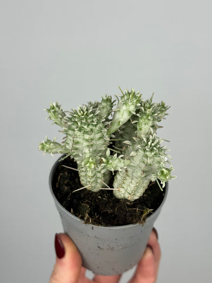 Euphorbia mammillaris variegata