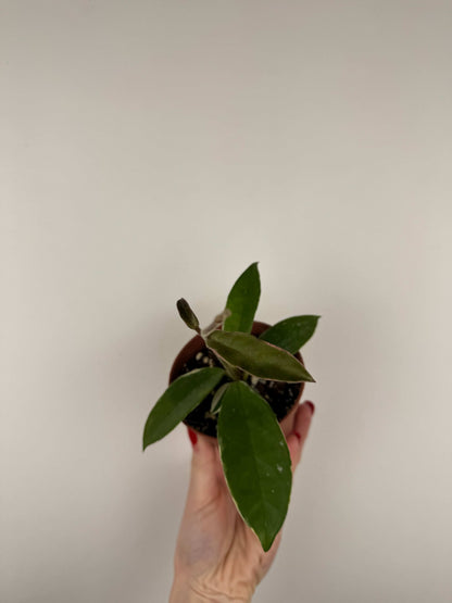 Hoya Krimson Queen | Rebecca