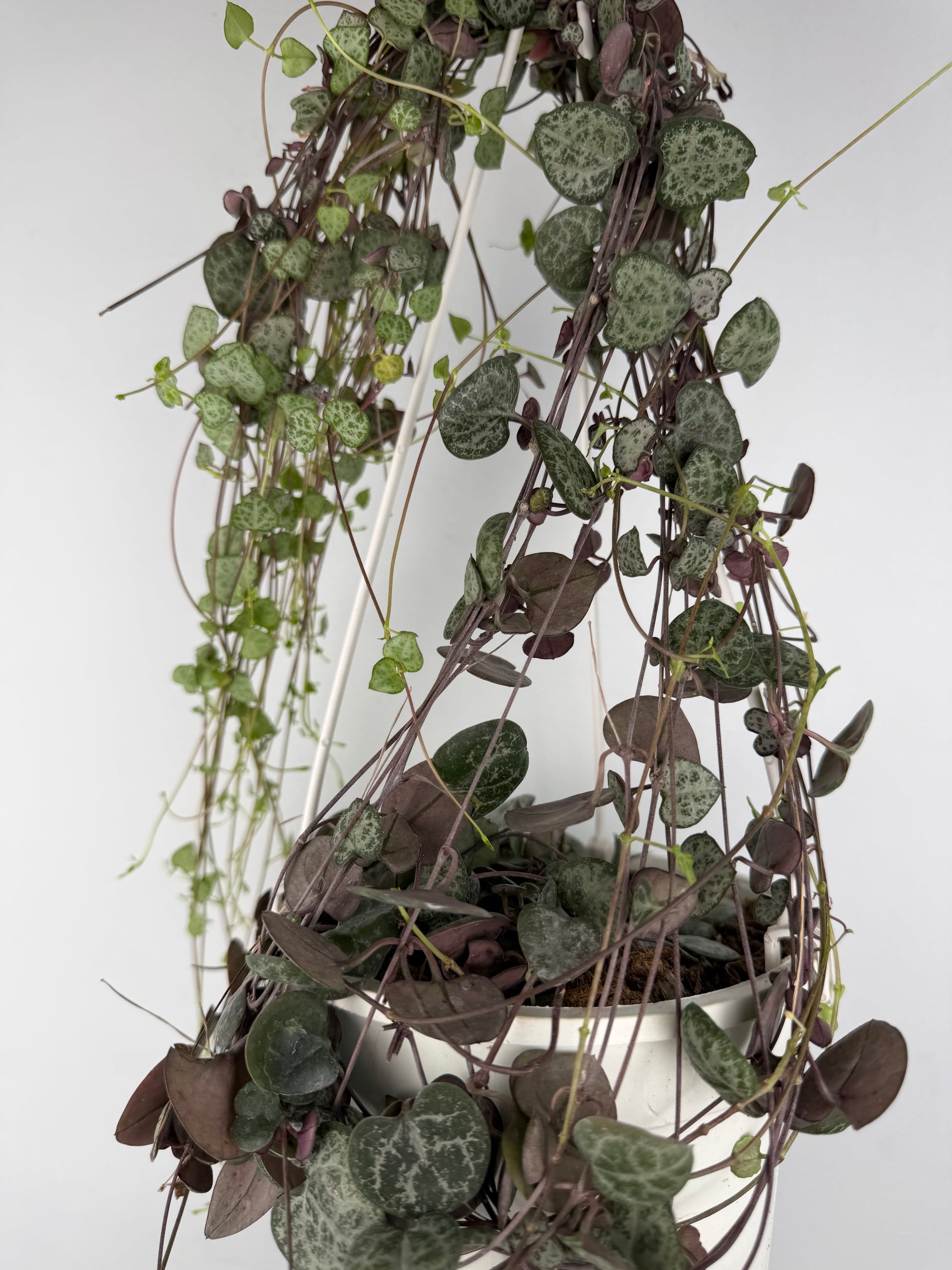 Ceropegia woodii 'String of hearts' Ceropegia Tropical Corner