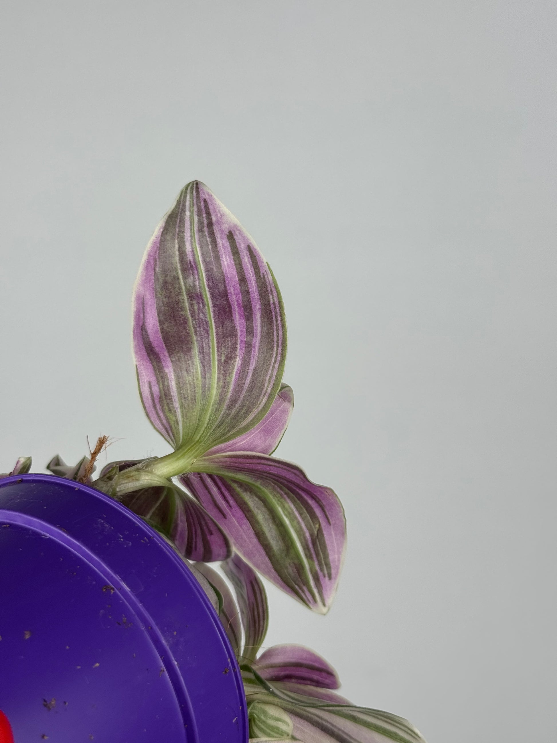 Tradescantia Unicorn