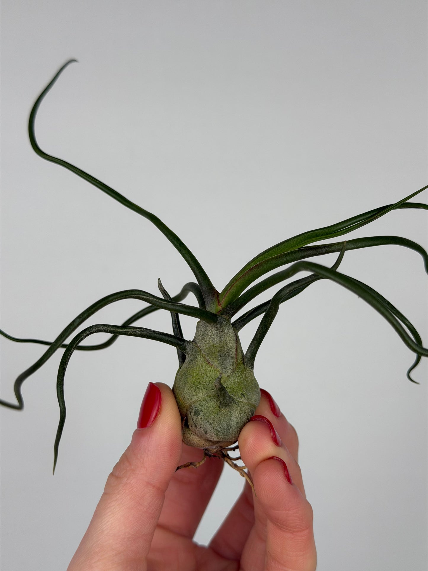 Tillandsia Bulbosa Tillandsia Tropical Corner