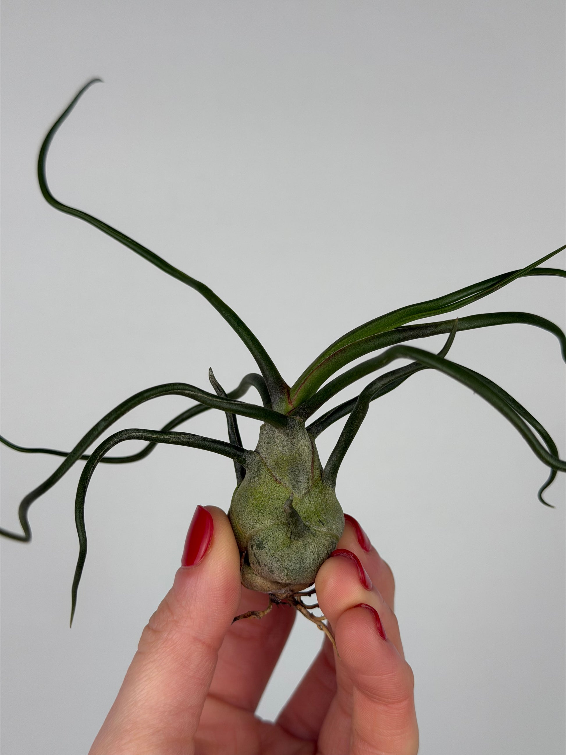 Tillandsia Bulbosa Tillandsia Tropical Corner