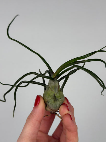 Tillandsia Bulbosa Tillandsia Tropical Corner