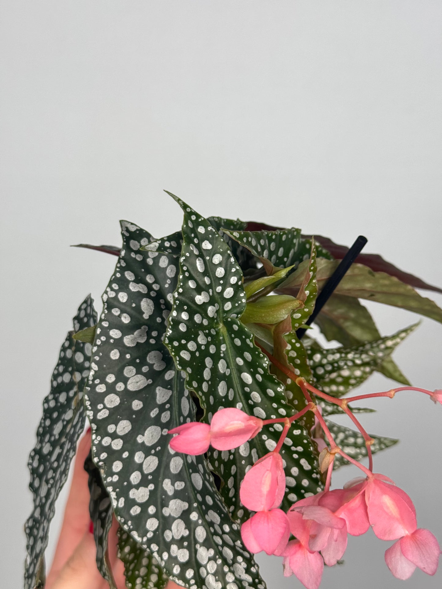 Begonia maculata “Double dot”