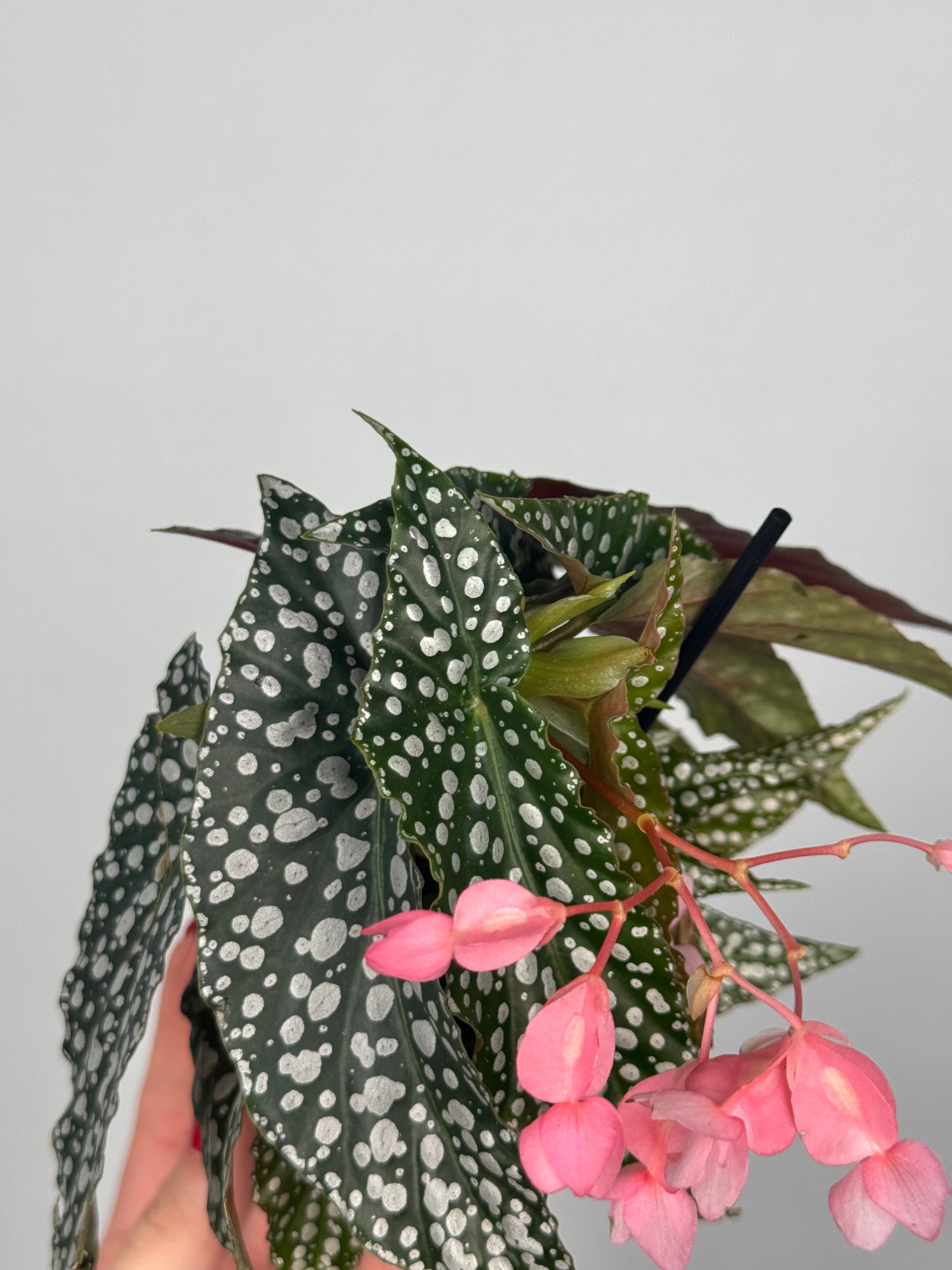 Begonia maculata “Double dot”