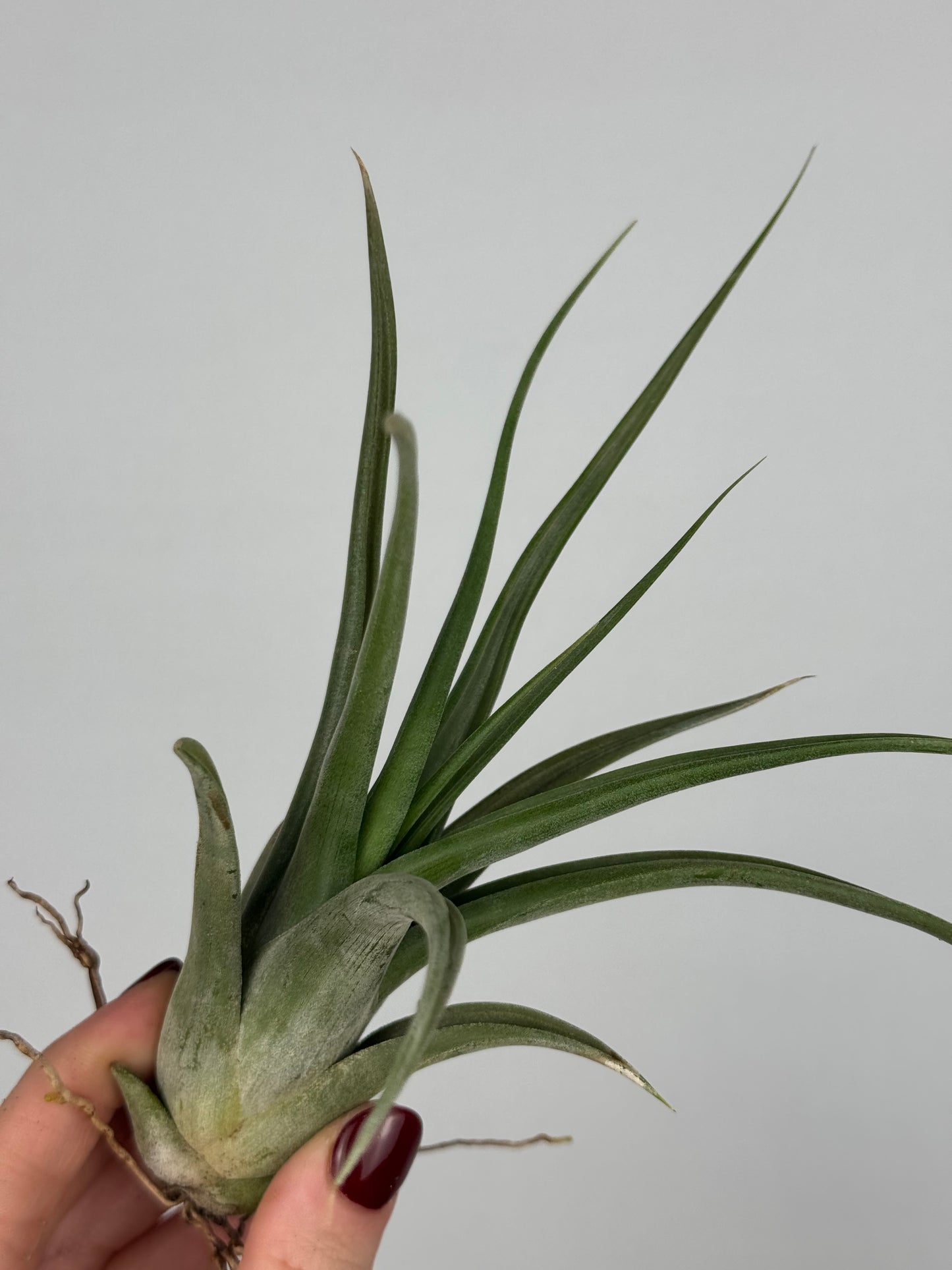 Tillandsia Fasciculata