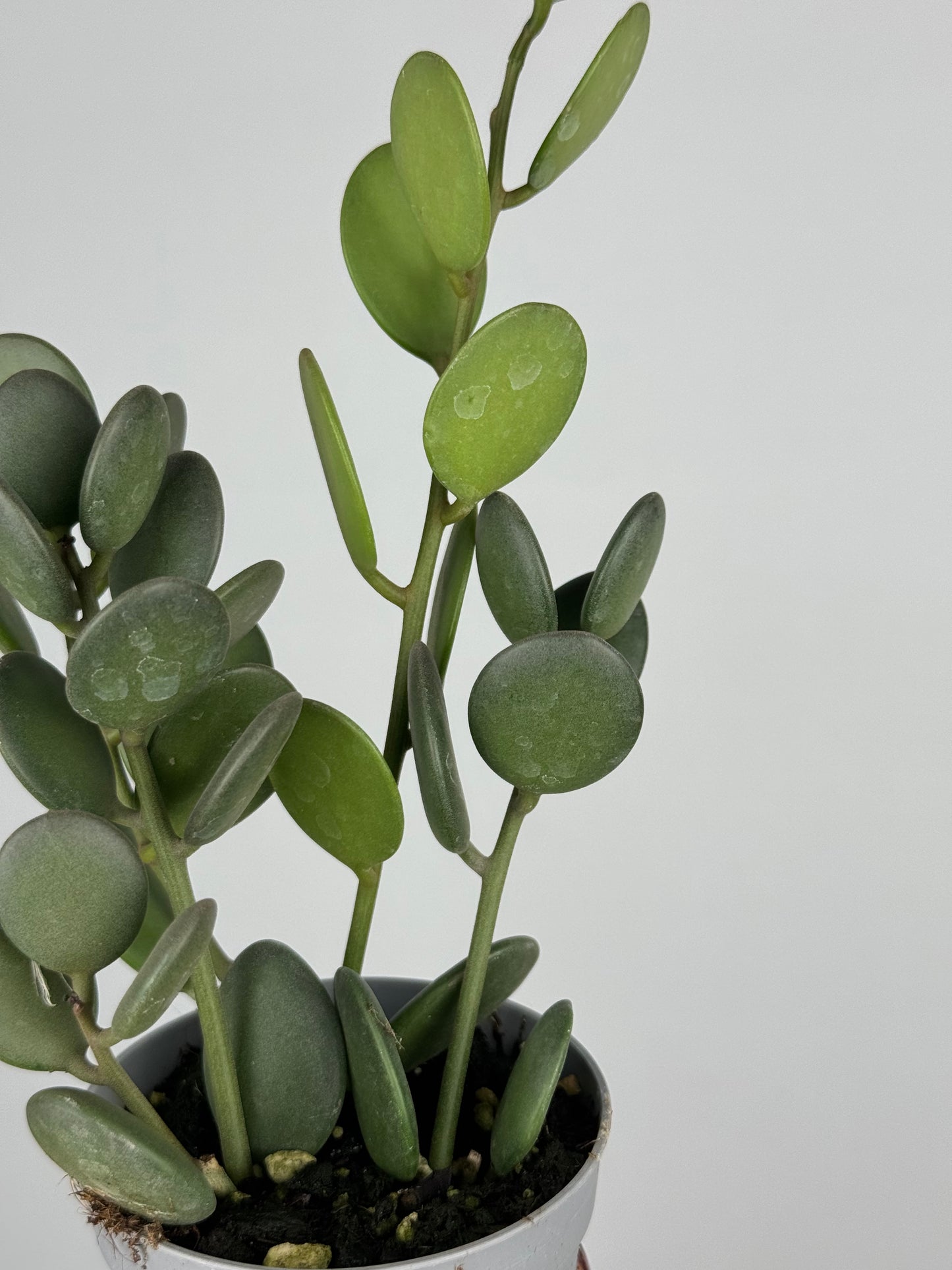 Xerosicyos Danguyi “Silver dollar vine”