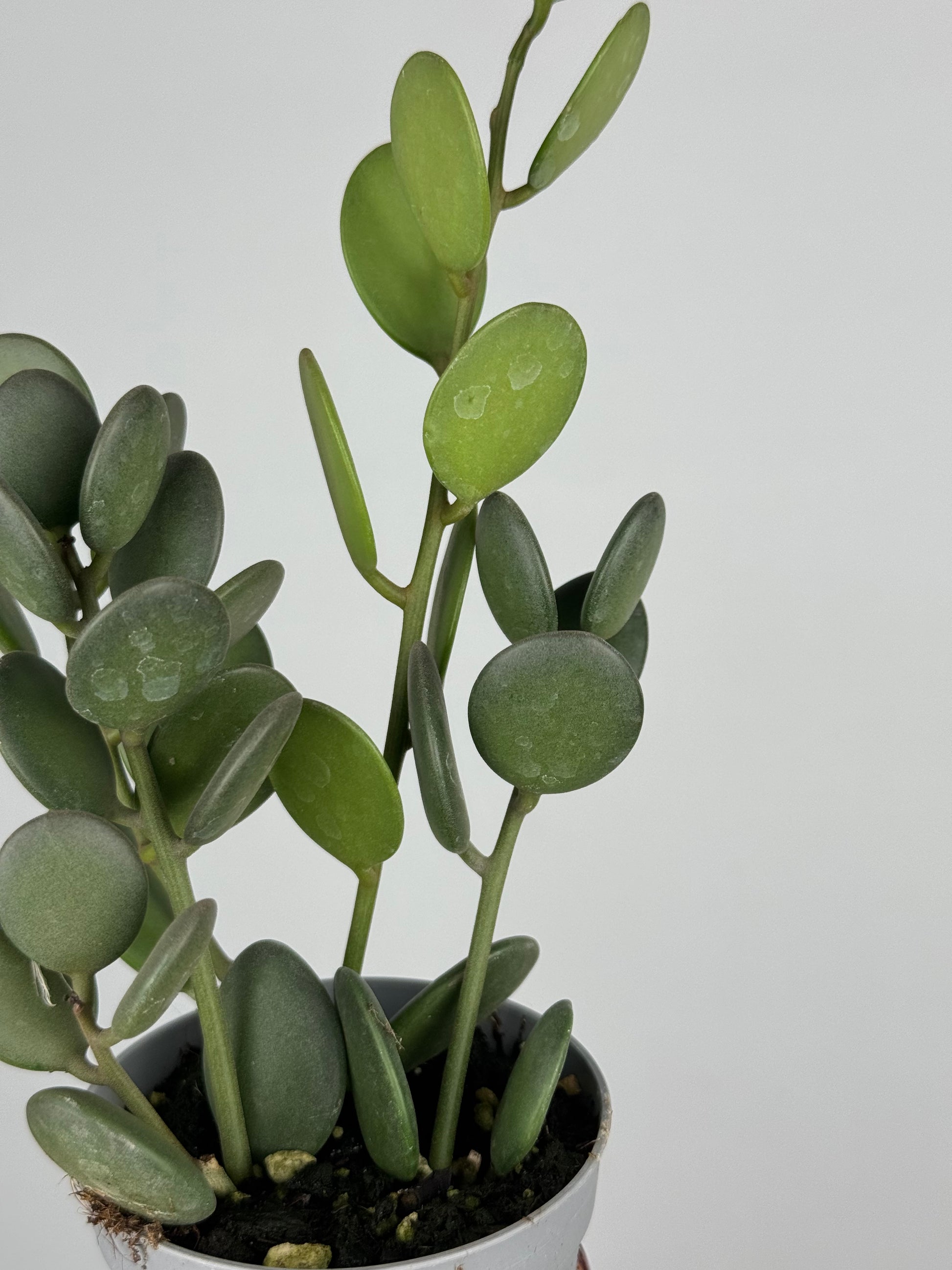 Xerosicyos Danguyi “Silver dollar vine”