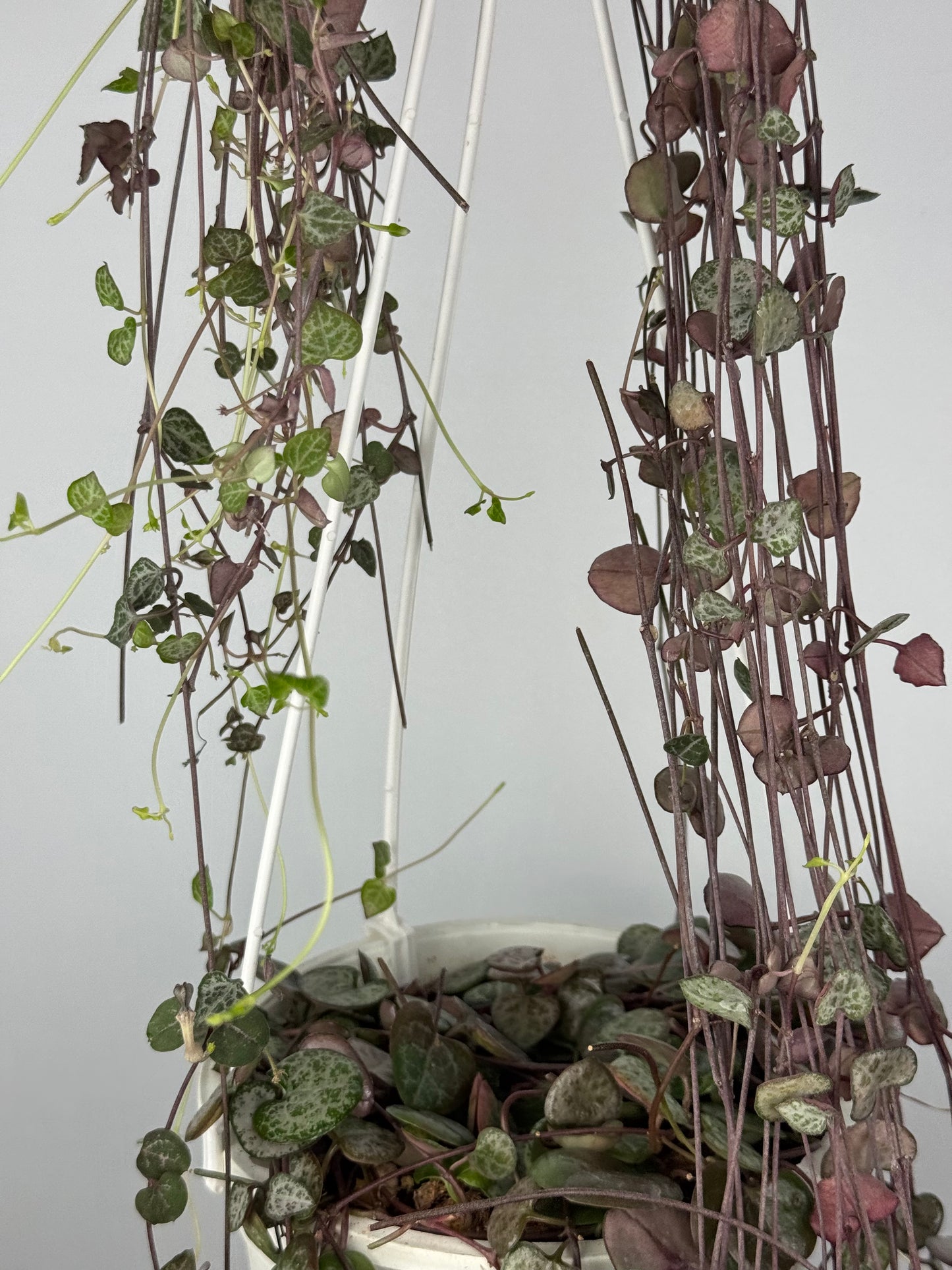 Ceropegia Woodii | Silvie
