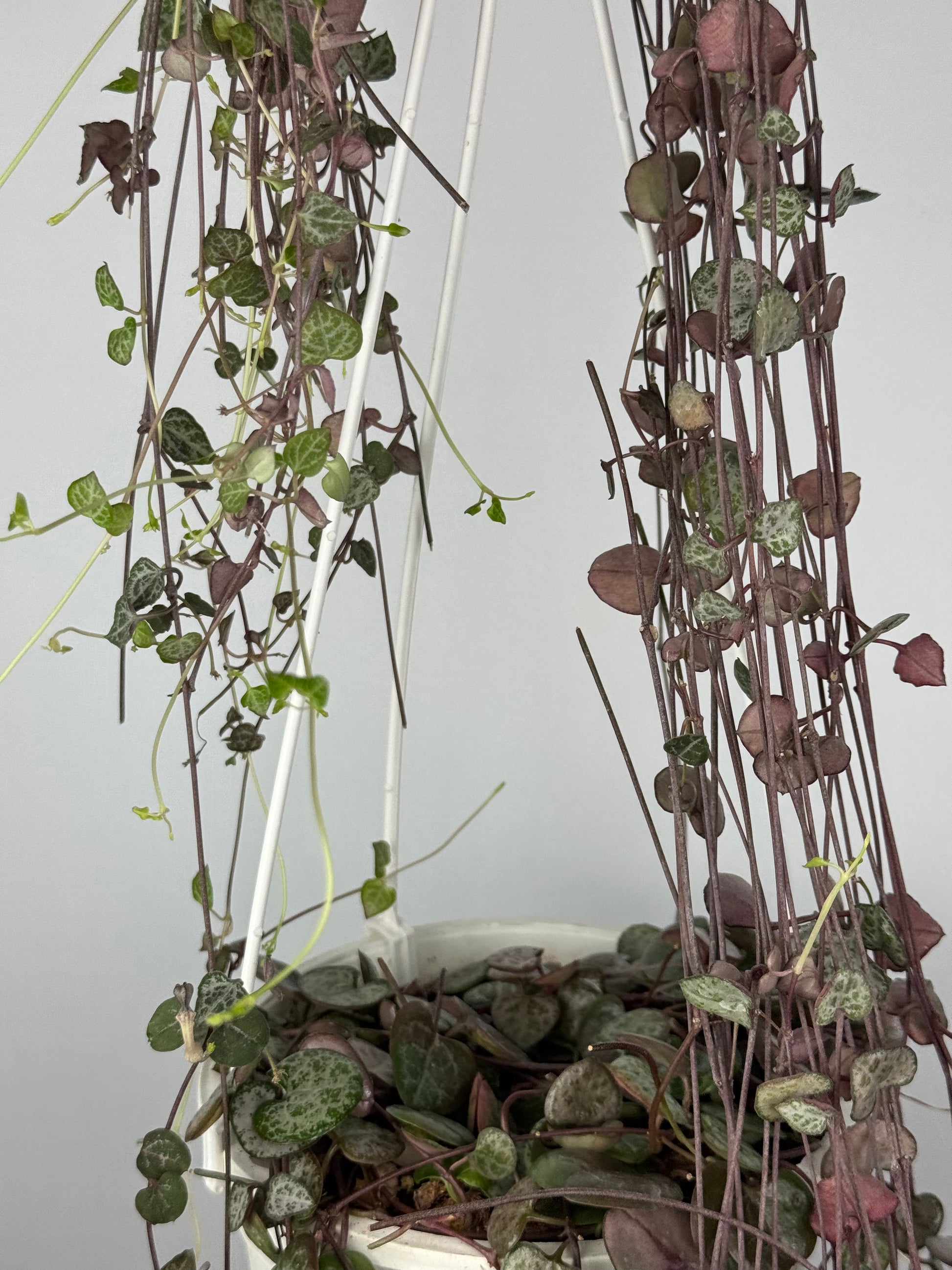 Ceropegia Woodii | Silvie