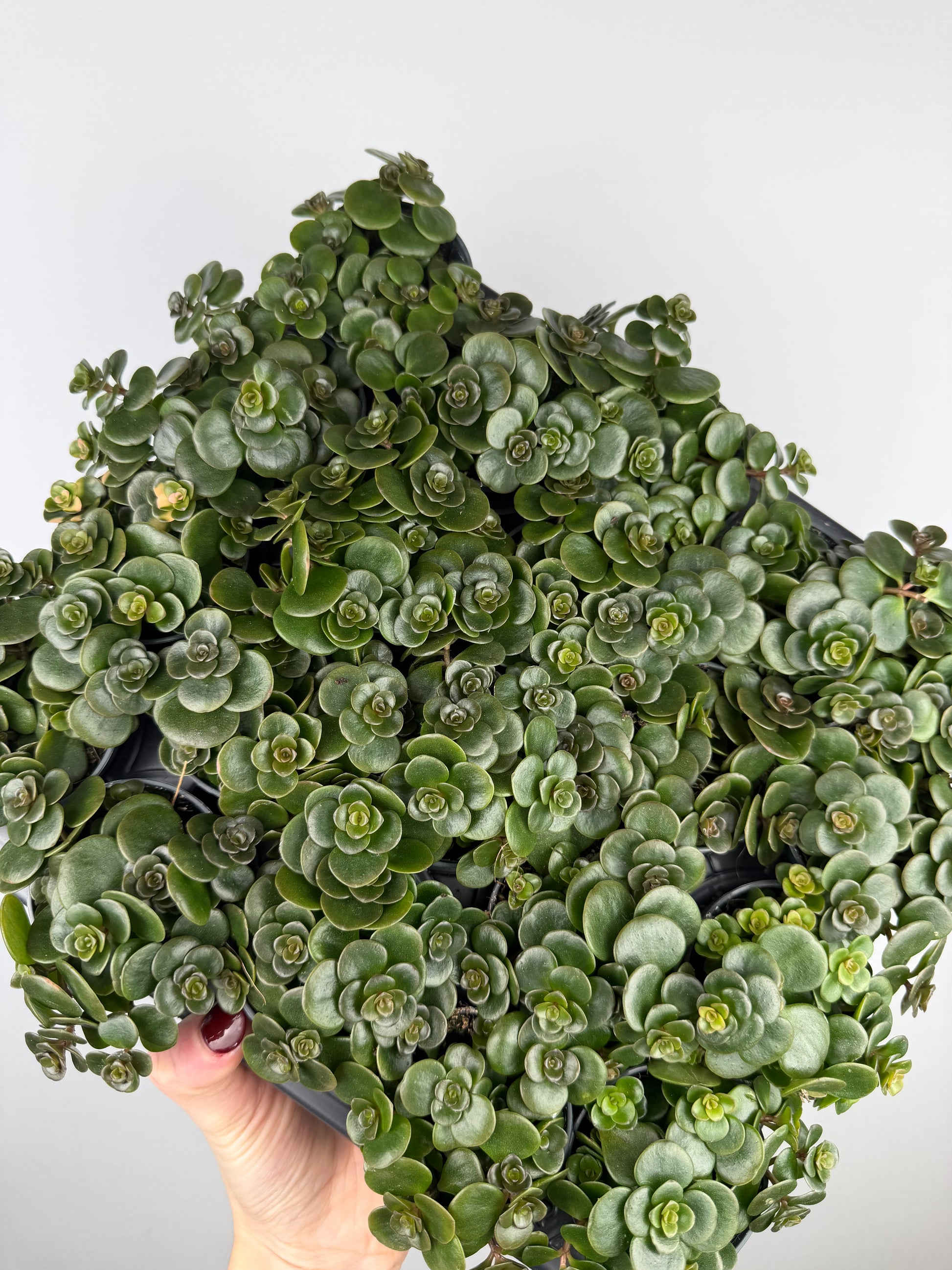 Sedum makinoi 'Tornado'