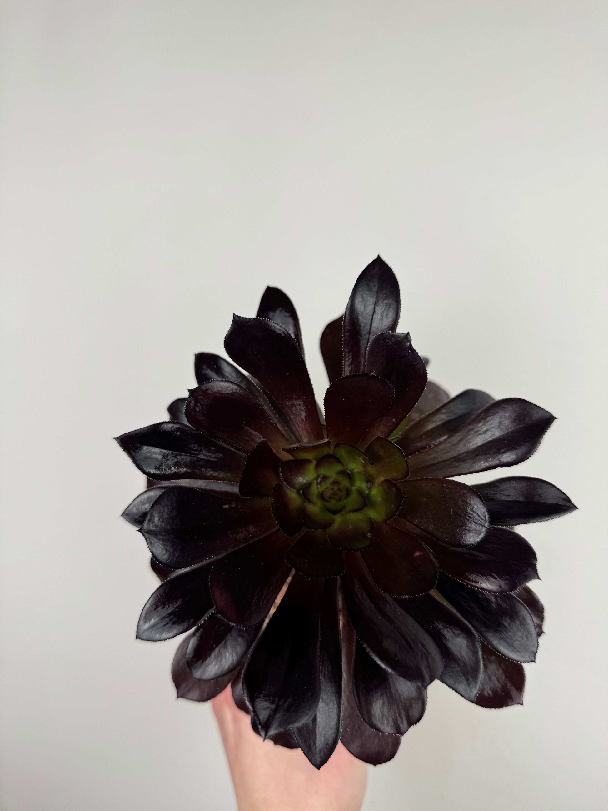 Aeonium Atropurpureum Schwarzkopf “Testa nera”