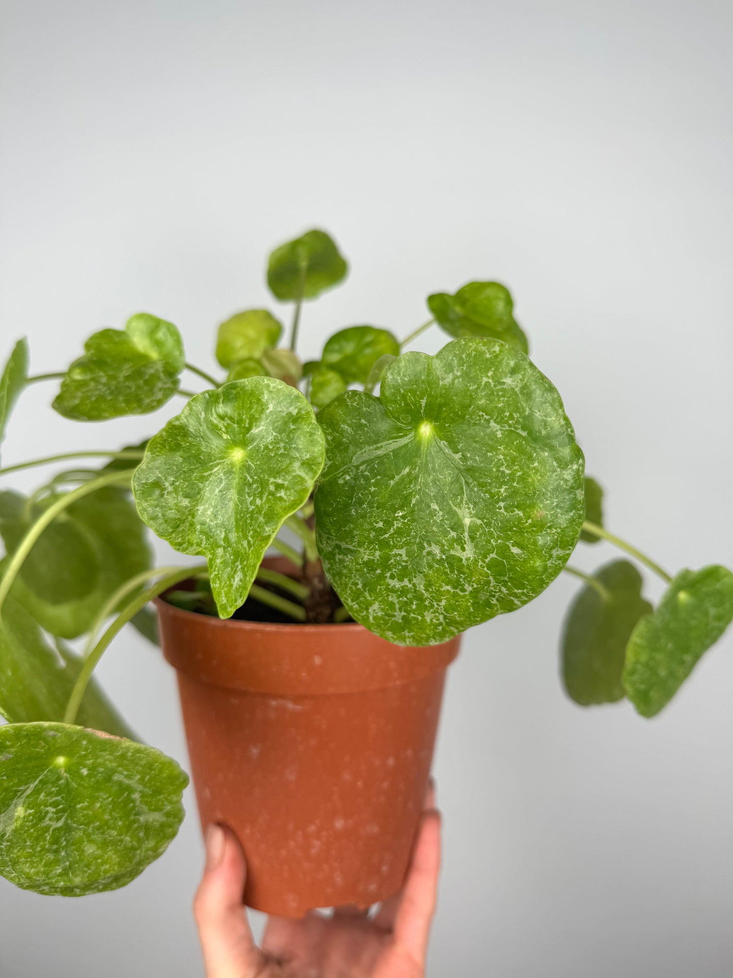 Pilea Peperomioides “Sugar” | Lana