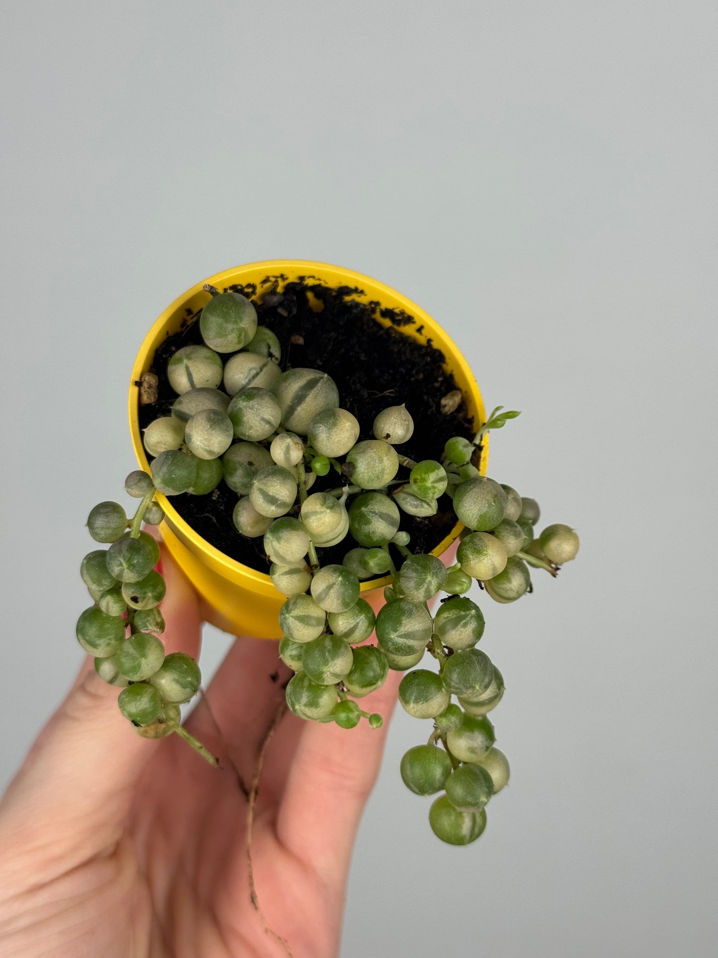 Senecio rowleyanus Variegata