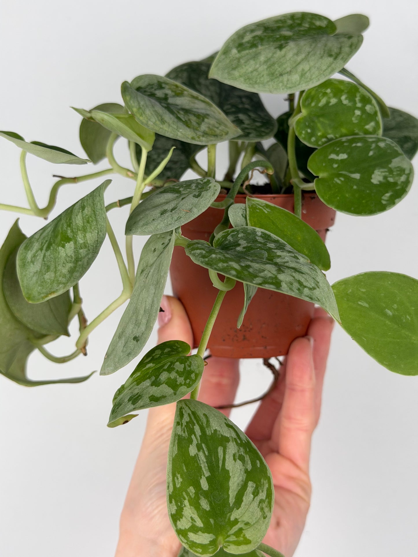 Scindapsus Pictus 'Silvery Ann' Scindapsus Tropical Corner