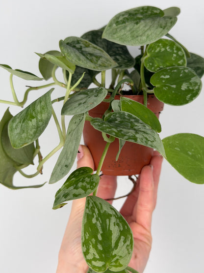 Scindapsus Pictus 'Silvery Ann' Scindapsus Tropical Corner