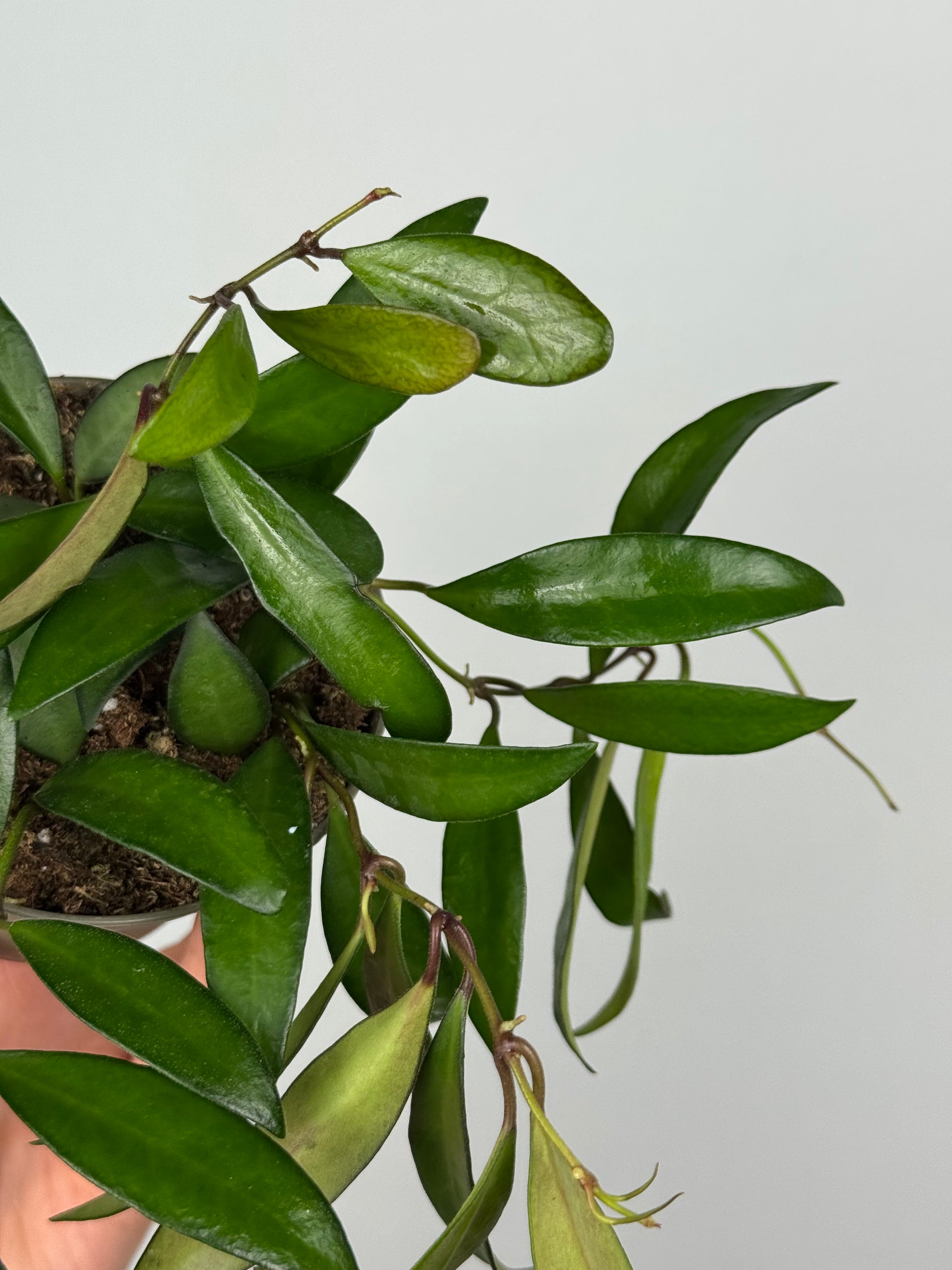 Hoya Rosita