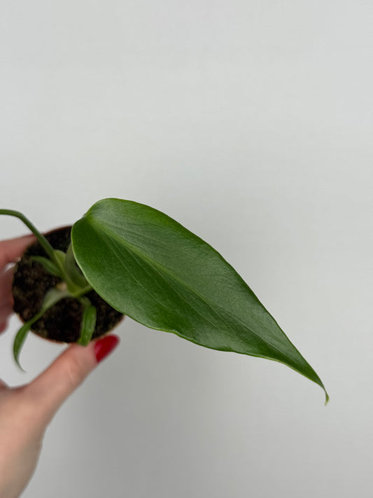 Monstera Burle Marx Flame