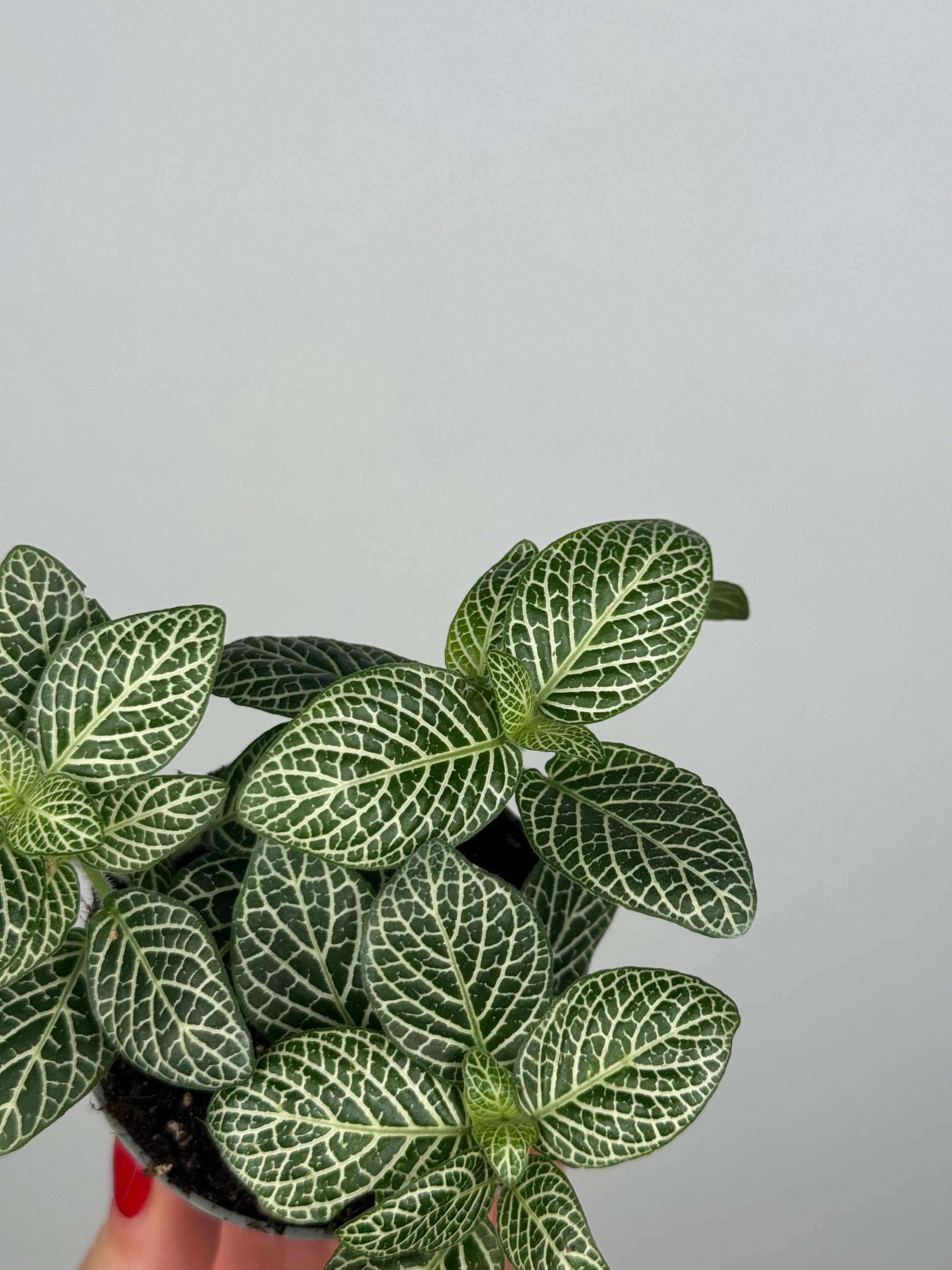 Fittonia “White Ann”