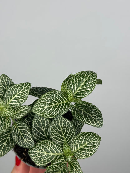 Fittonia “White Ann”