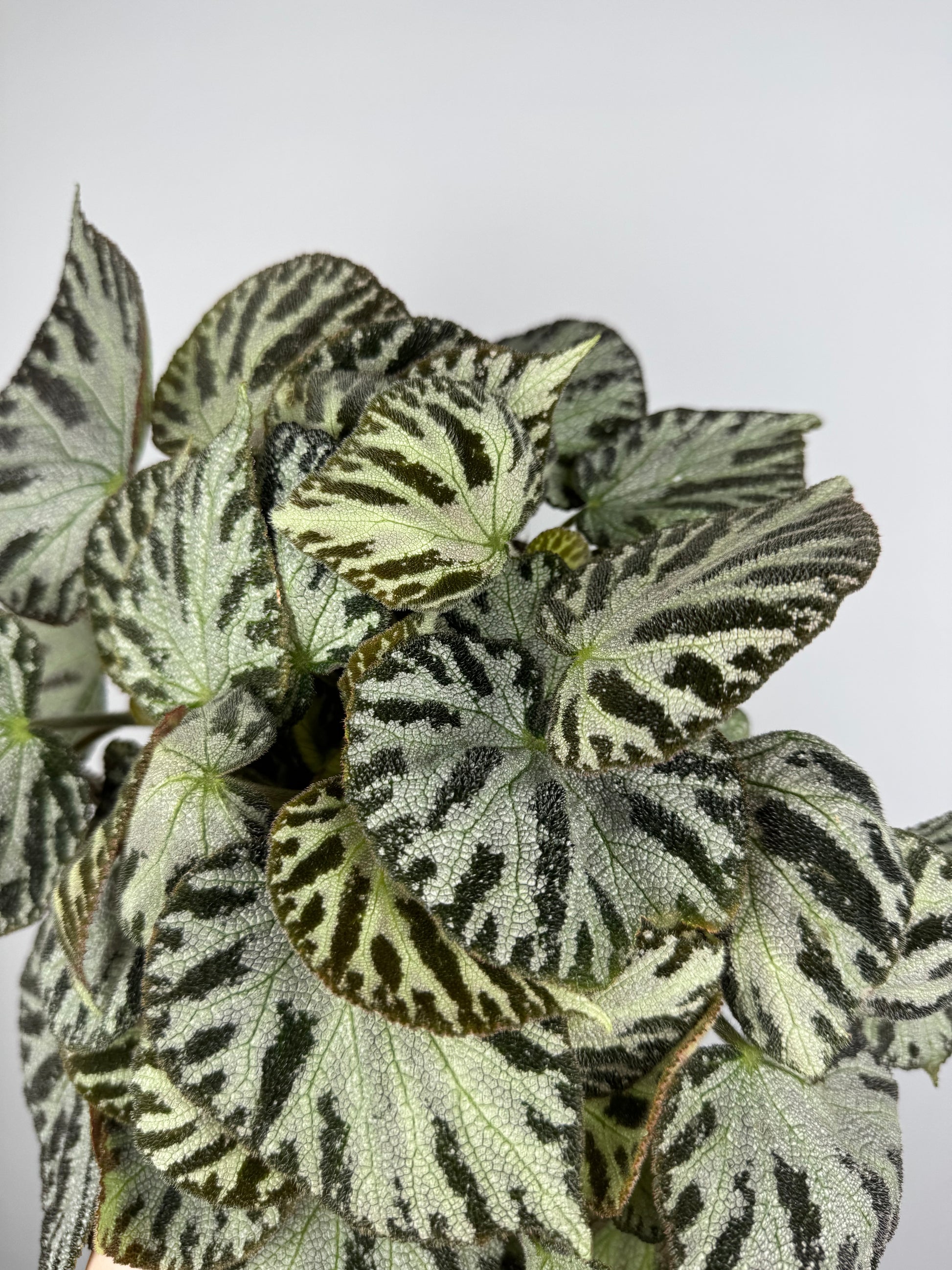 Begonia “Silver Jewel”