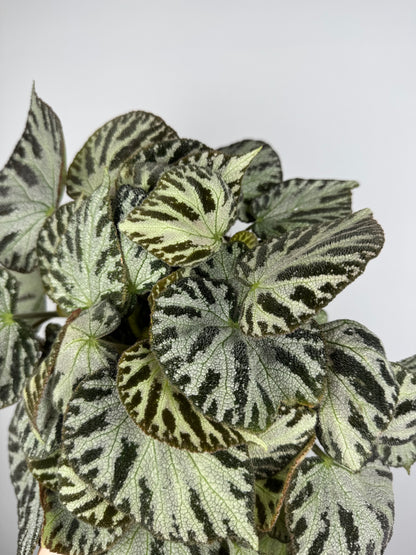 Begonia “Silver Jewel”