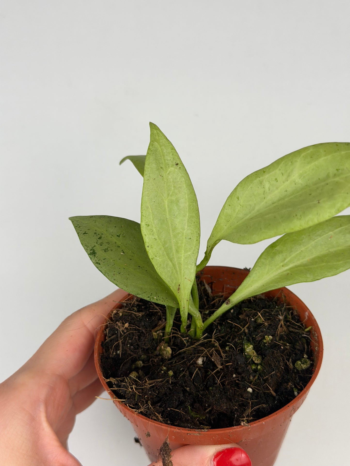 Hoya New Guinea Ghost