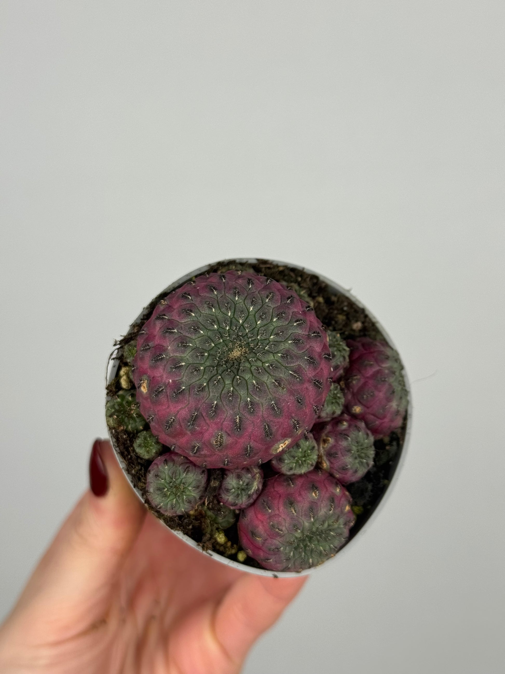 Sulcorebutia rauschii violacidermis