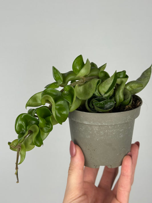 Hoya Compacta Hoya Tropical Corner “M” 9 cm