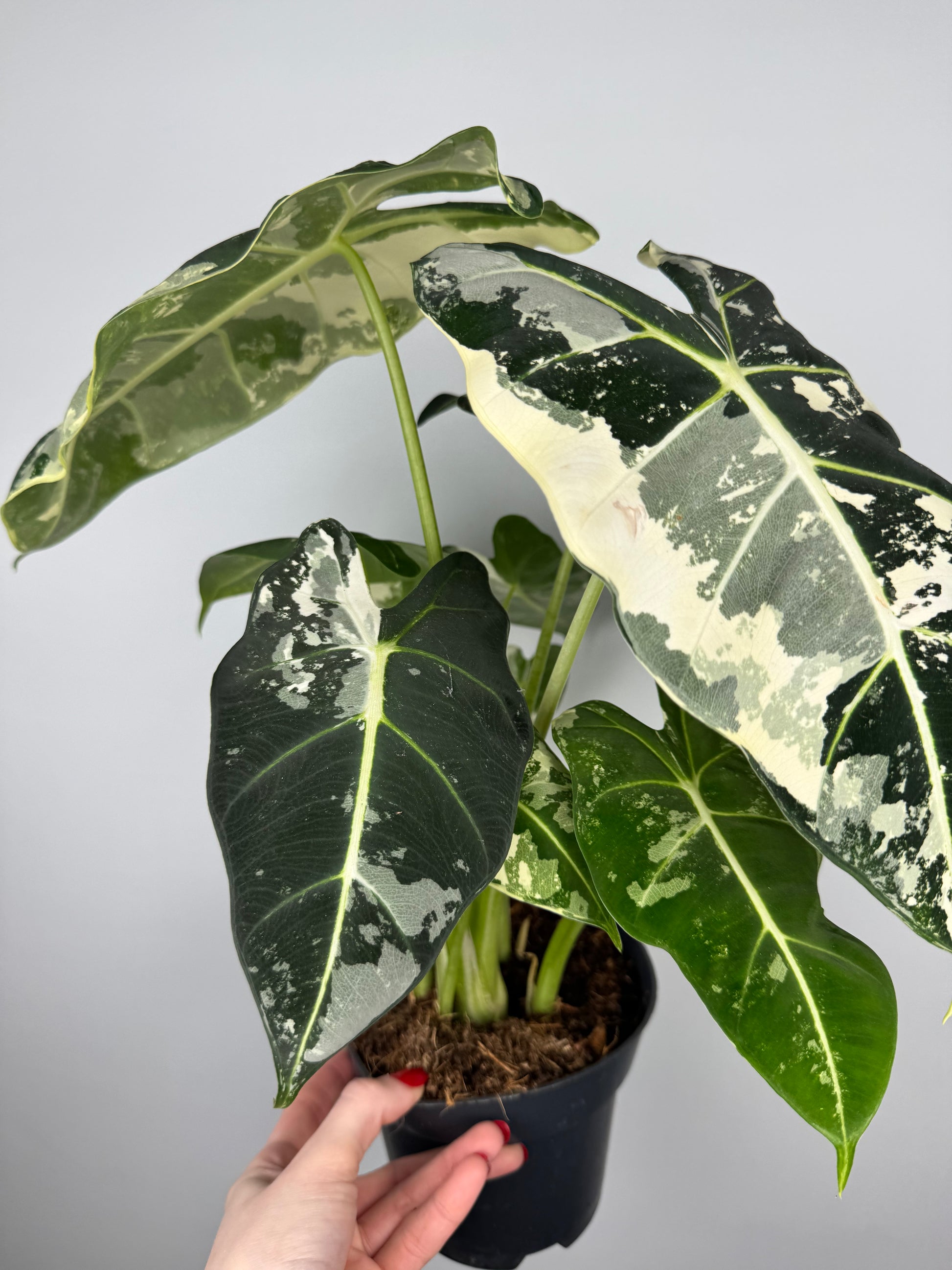 Alocasia Frydek variegata