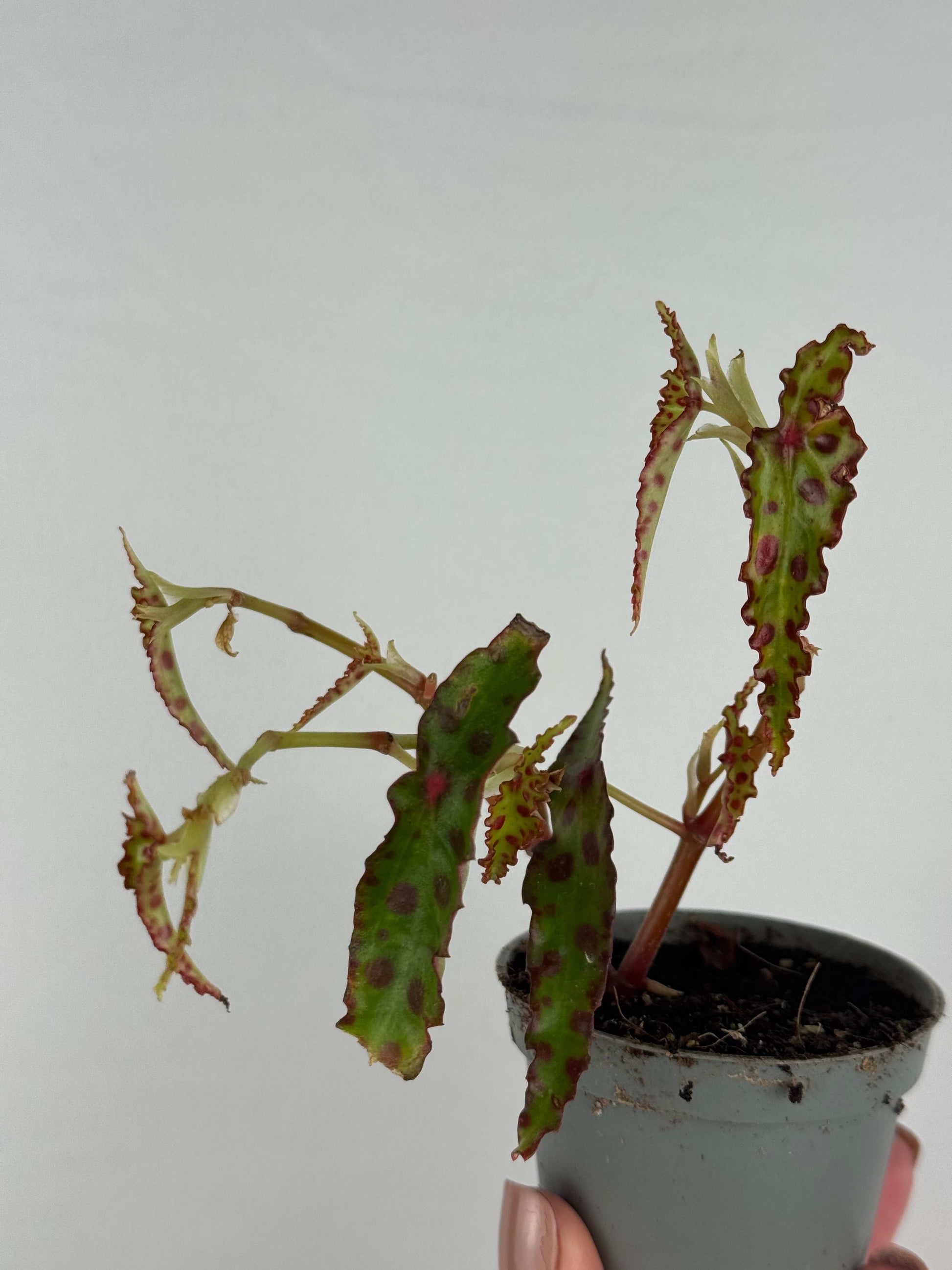 Begonia Amphioxus | Iris