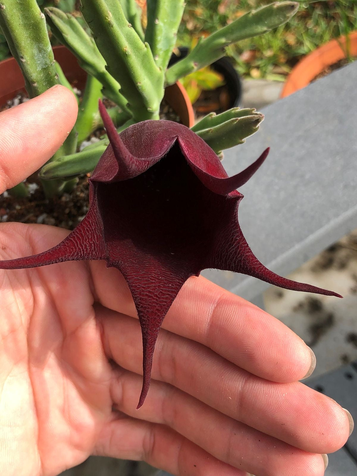 Stapelia leendertziae
