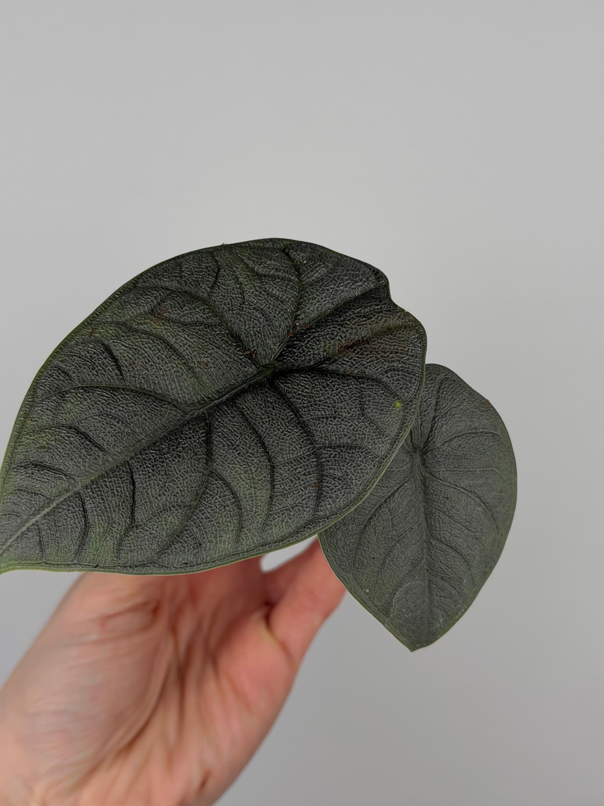 Alocasia Melo