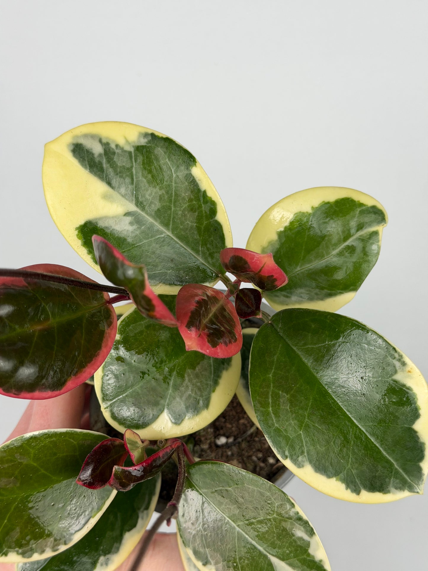 Hoya Australis Blondie Hoya Tropical Corner